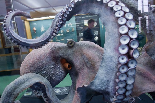 Мега зеркала тор онион мориарти кракен